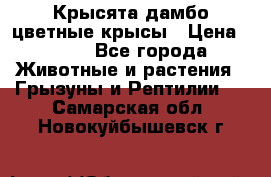 Крысята дамбо цветные крысы › Цена ­ 250 - Все города Животные и растения » Грызуны и Рептилии   . Самарская обл.,Новокуйбышевск г.